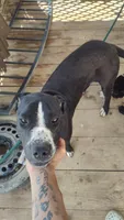 Free puppy, a female Dogo Argentino and Cane Corso for sale in Gainesville, TX – 1 of 4