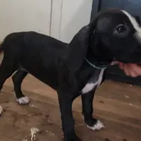Free puppy, a female Dogo Argentino and Cane Corso for sale in Gainesville, TX – 4 of 4