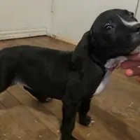 Interview for free puppy, a female Dogo Argentino and Cane Corso for sale in Gainesville, TX – Photo 2 of 3