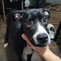 Interview for free puppy, a female Dogo Argentino and Cane Corso for sale in Gainesville, TX – Photo 3 of 3