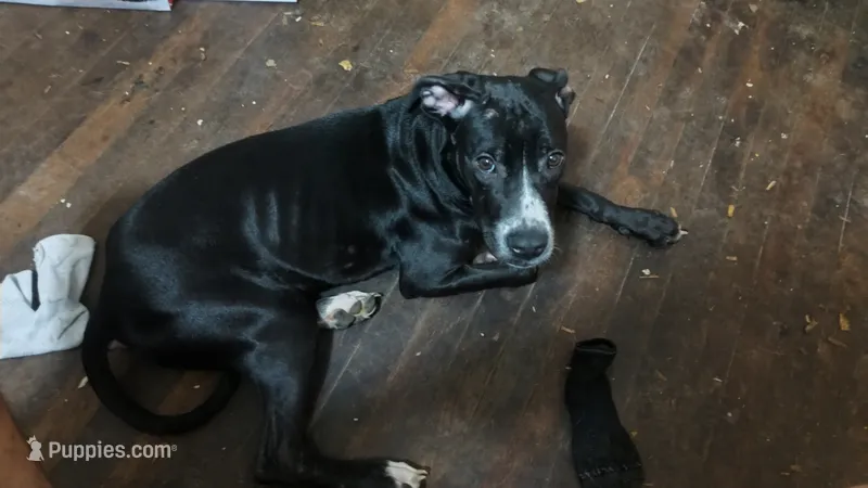 Interview for free puppy