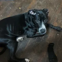 Interview for free puppy, a female Dogo Argentino and Cane Corso for sale in Gainesville, TX – Photo 1 of 3