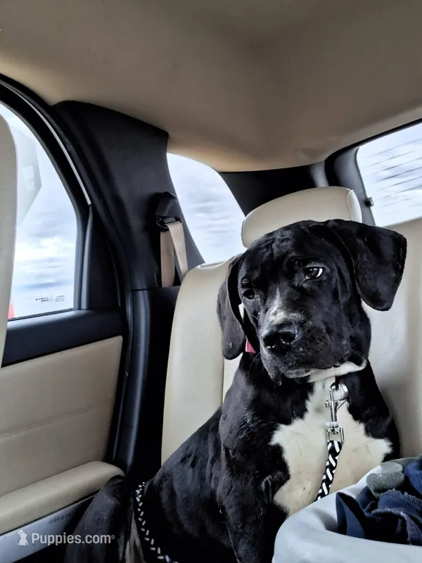 Free puppy – Dogo Argentino, Cane Corso puppy for sale in Gainesville, TX