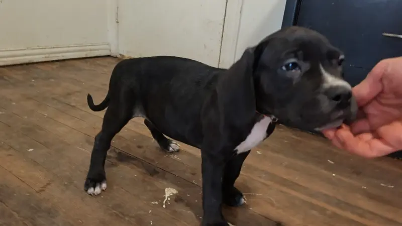 Interview for free puppy