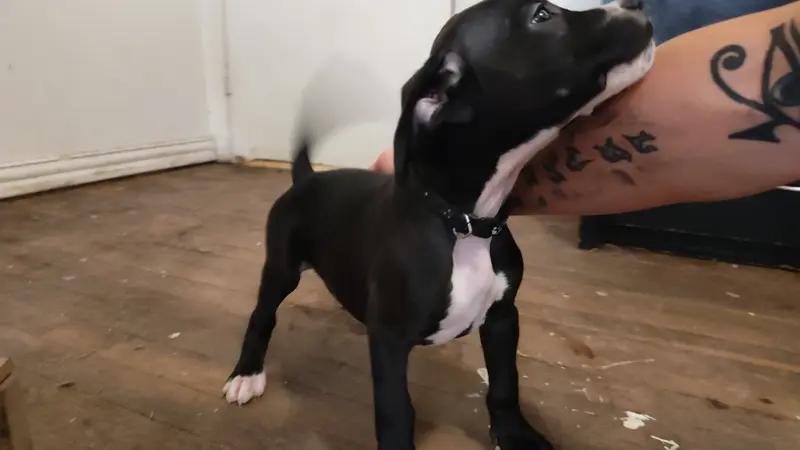 Interview for free puppy