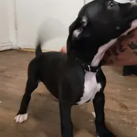 free puppy, a female Dogo Argentino and Cane Corso for sale in Gainesville, TX – 2 of 3