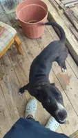 free puppy, a female Dogo Argentino and Cane Corso for sale in Gainesville, TX – 3 of 3