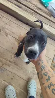 free puppy, a female Dogo Argentino and Cane Corso for sale in Gainesville, TX – 1 of 3