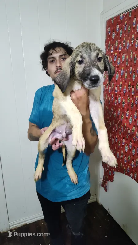 Alabai x Malakli Male