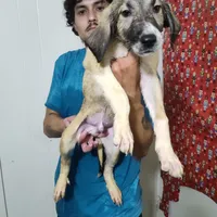 Alabai x Malakli Male, a male Kangal Dog and Central Asian Shepherd for sale in Gainesville, TX – Photo 1 of 2