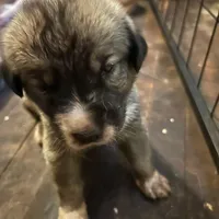 Alabai x Malakli Male, a male Kangal Dog and Central Asian Shepherd for sale in Gainesville, TX – Photo 2 of 2