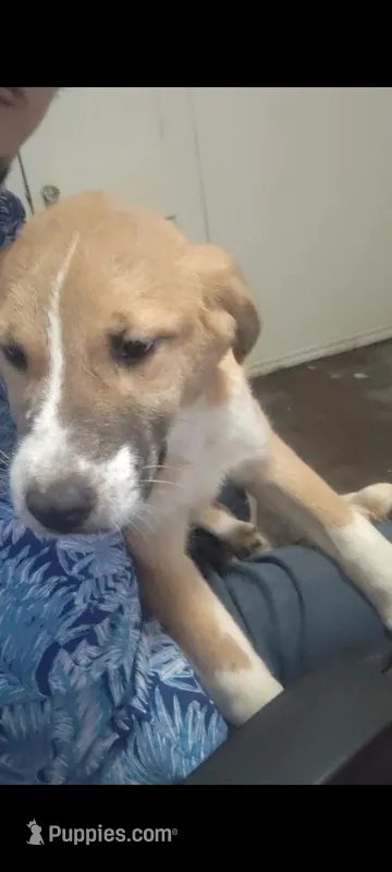 Wednesday , a female Kangal Dog and Central Asian Shepherd for sale in Gainesville, TX – Photo 1 of 1