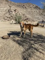 Alabai x Malakli Female, a female Kangal Dog and Central Asian Shepherd for sale in Gainesville, TX – 3 of 3
