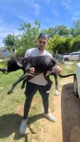 Free puppy, a male Dogo Argentino and Cane Corso for sale in Gainesville, TX – 3 of 5