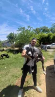 Free puppy, a male Dogo Argentino and Cane Corso for sale in Gainesville, TX – 2 of 5