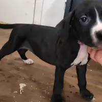 Free puppy, a male Dogo Argentino and Cane Corso for sale in Gainesville, TX – 5 of 5