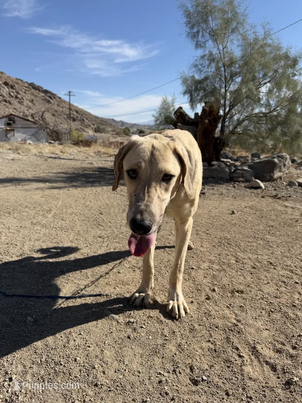 Alabai x Malakli female – Kangal Dog, Central Asian Shepherd puppy for sale in Gainesville, TX