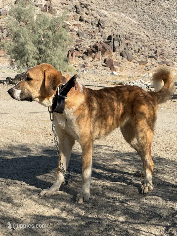 Alabai x Malakli Female, a female Kangal Dog and Central Asian Shepherd for sale in Gainesville, TX – 1 of 3