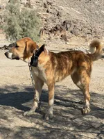 Alabai x Malakli Female, a female Kangal Dog and Central Asian Shepherd for sale in Gainesville, TX – 1 of 3