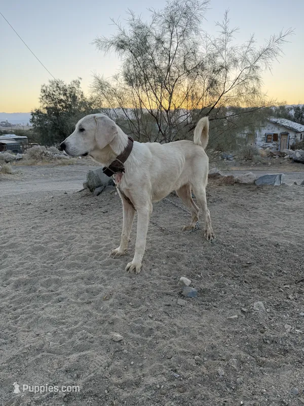 Alabai x Malakli female – Kangal Dog, Central Asian Shepherd puppy for sale in Gainesville, TX