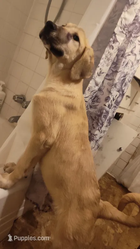 Alabai x Malakli female