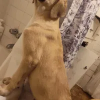 Alabai x Malakli female, a female Kangal Dog and Central Asian Shepherd for sale in Gainesville, TX – Photo 1 of 2