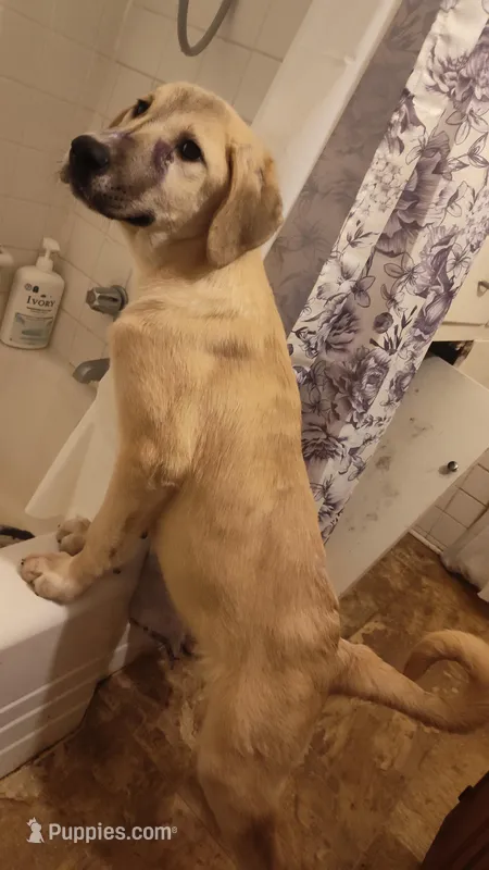 Alabai x Malakli female – Kangal Dog, Central Asian Shepherd puppy for sale in Gainesville, TX