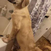 Alabai x Malakli female, a female Kangal Dog and Central Asian Shepherd for sale in Gainesville, TX – Photo 2 of 2