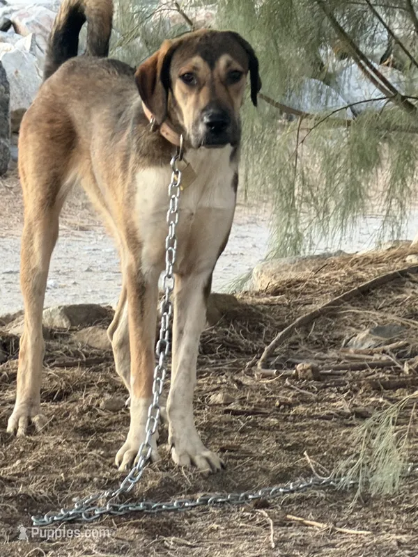 Alabai x Malakli Female – Kangal Dog, Central Asian Shepherd puppy for sale in Gainesville, TX
