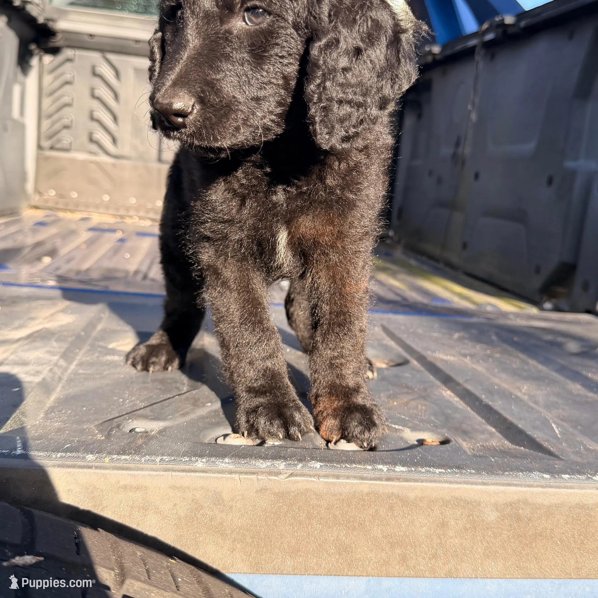 Buddy, a male Goldendoodle for sale in Hollywood, FL – Photo 2 of 5