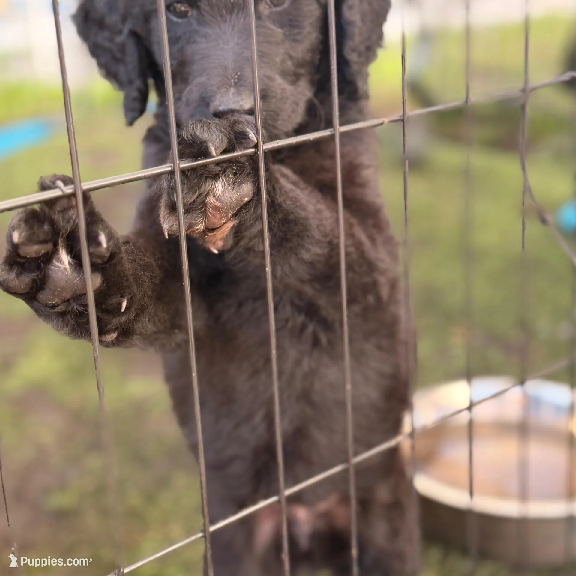 Buddy, a male Goldendoodle for sale in Hollywood, FL – Photo 3 of 5