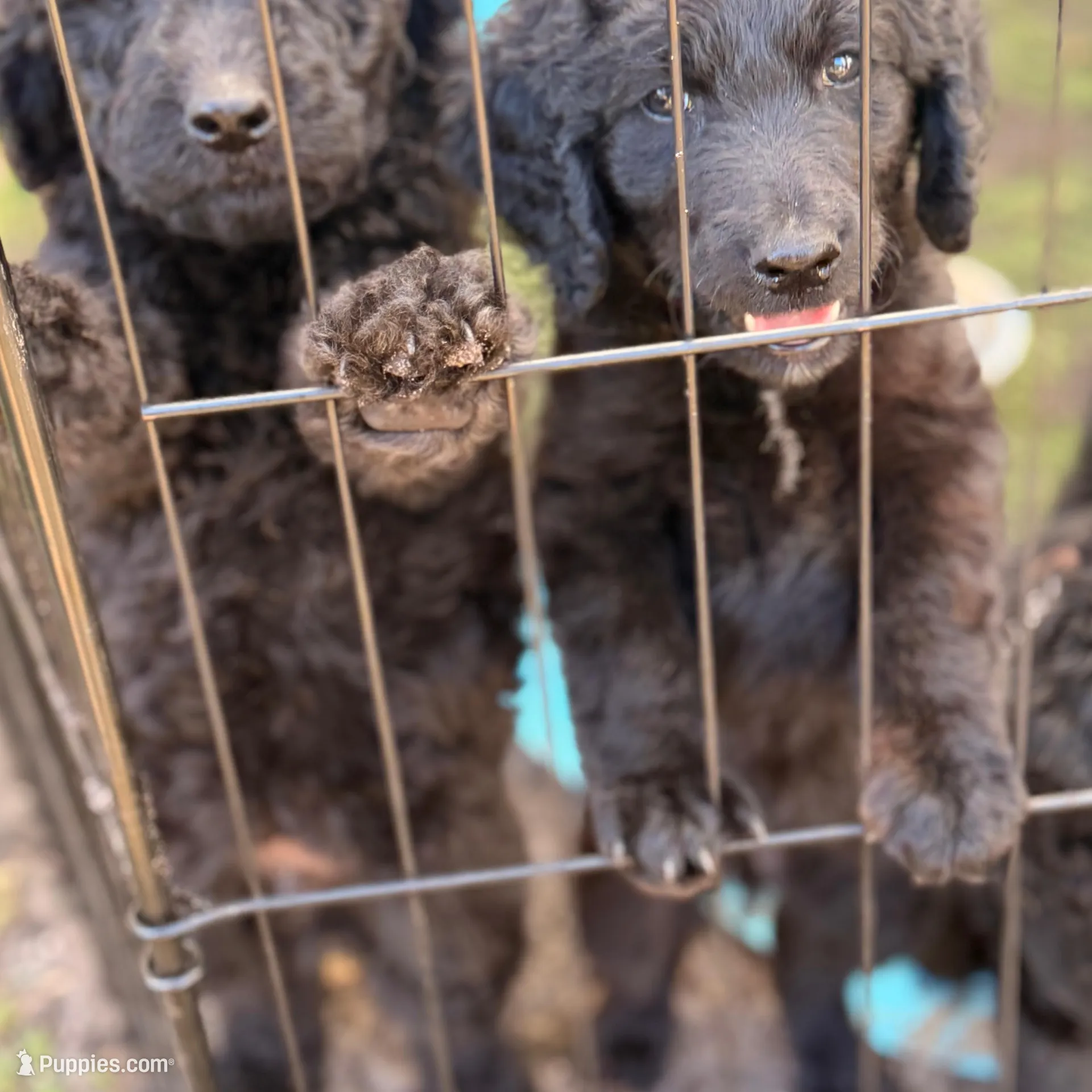 Buddy, a male Goldendoodle for sale in Hollywood, FL – Photo 5 of 5