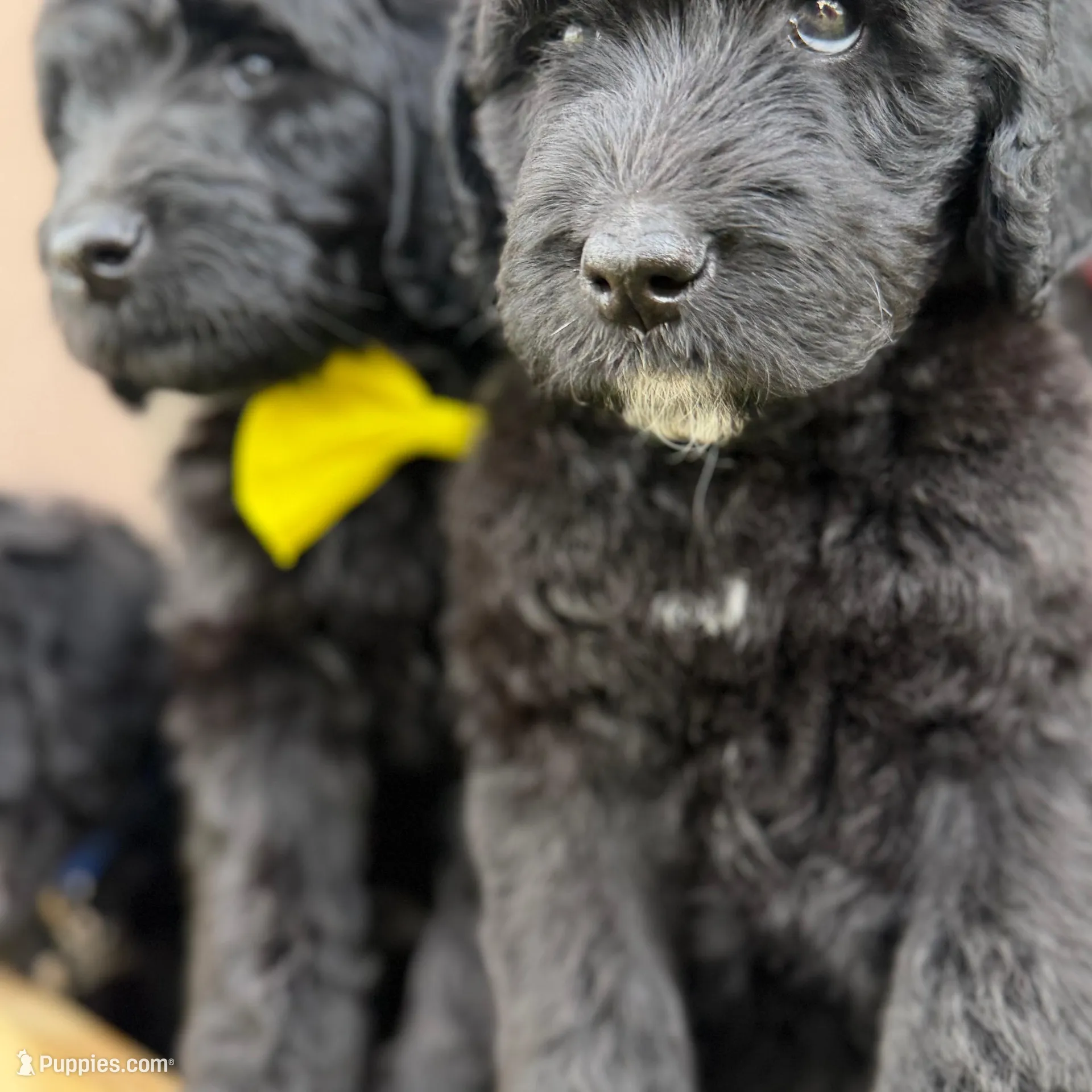 Pluto, a male Goldendoodle for sale in Hollywood, FL – Photo 2 of 4