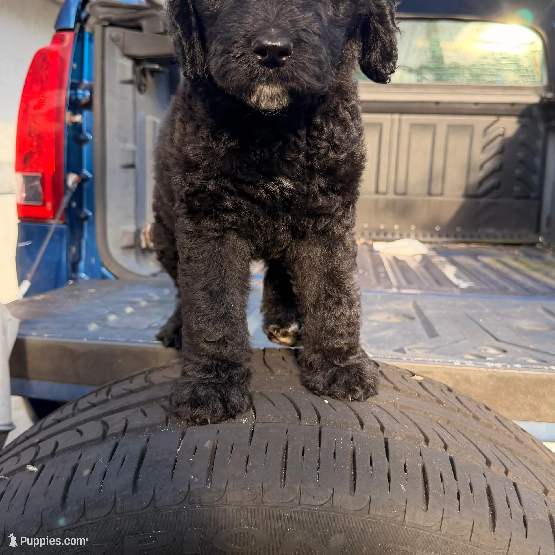Pluto – Goldendoodle puppy for sale in Hollywood, FL