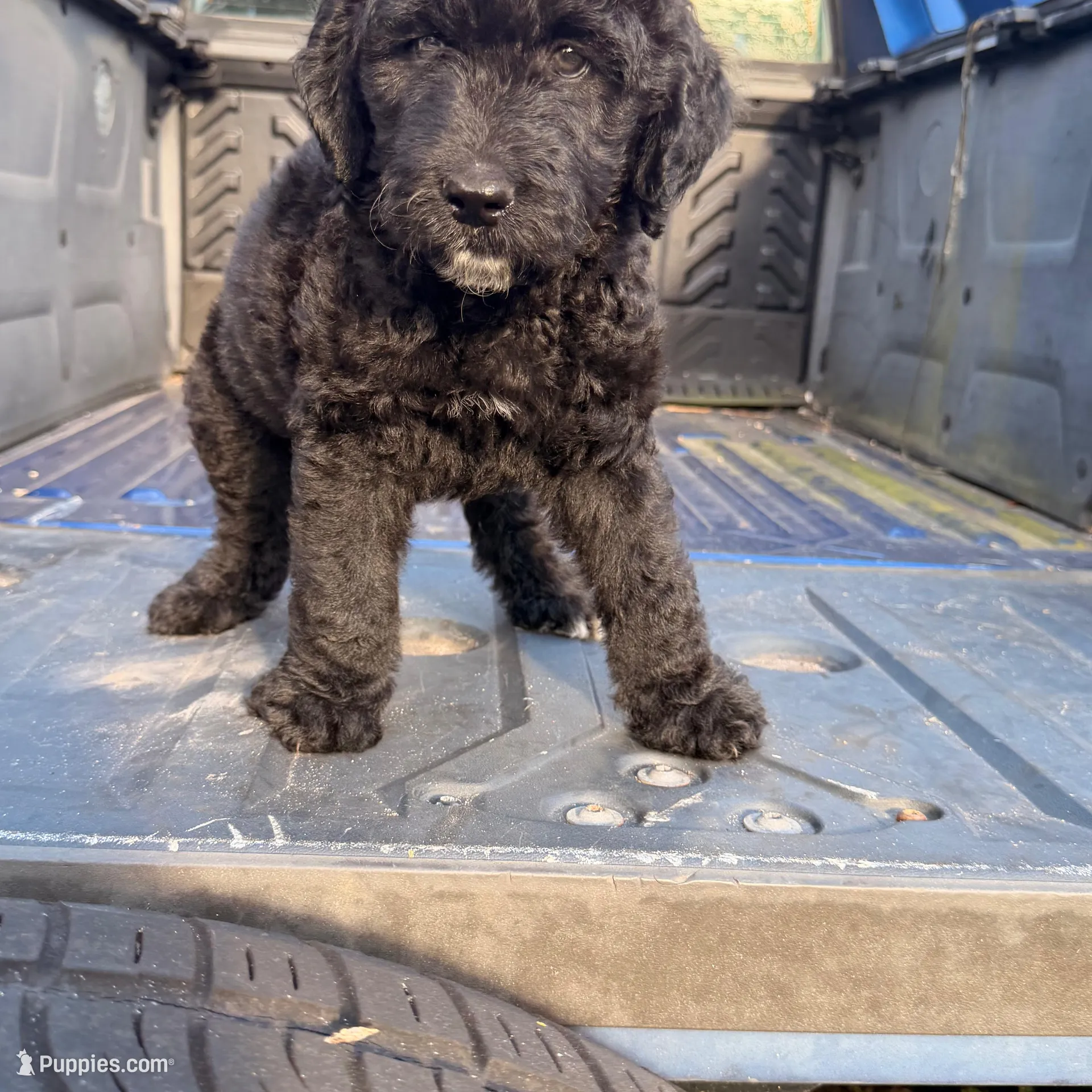 Pluto, a male Goldendoodle for sale in Hollywood, FL – Photo 4 of 4