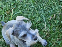 Champagne , a male Miniature Schnauzer for sale in Onalaska, WA – 2 of 4