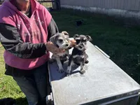 Champagne , a male Miniature Schnauzer for sale in Onalaska, WA – 3 of 4