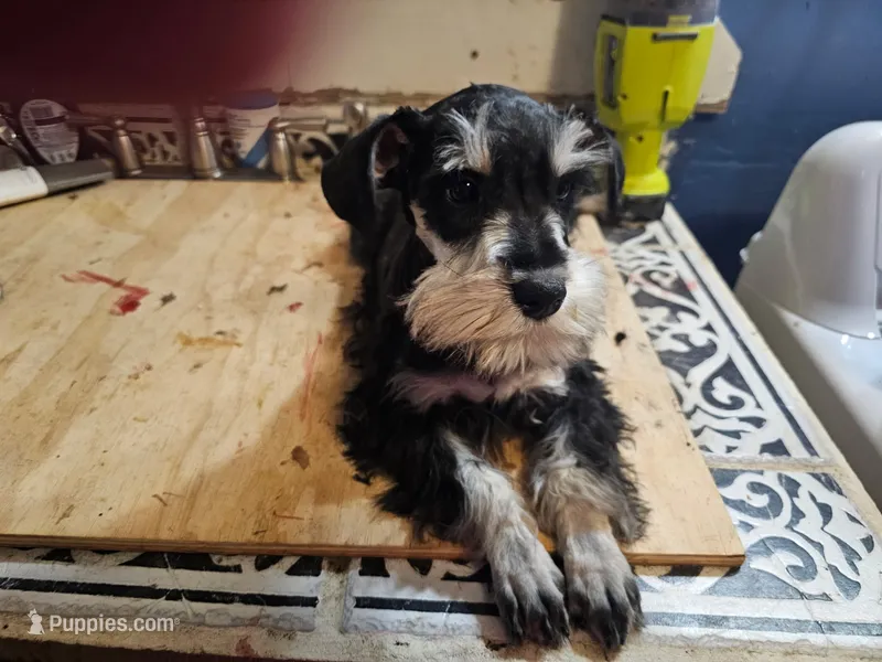 Silo – Miniature Schnauzer puppy for sale in Onalaska, WA