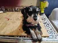 Silo, a male Miniature Schnauzer for sale in Onalaska, WA – 1 of 1