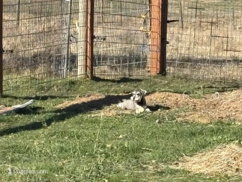Champagne  – Miniature Schnauzer puppy for sale in Onalaska, WA