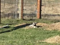 Champagne , a male Miniature Schnauzer for sale in Onalaska, WA – 1 of 4
