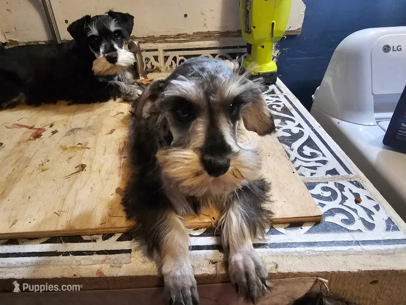 Platinum  – Miniature Schnauzer puppy for sale in Onalaska, WA