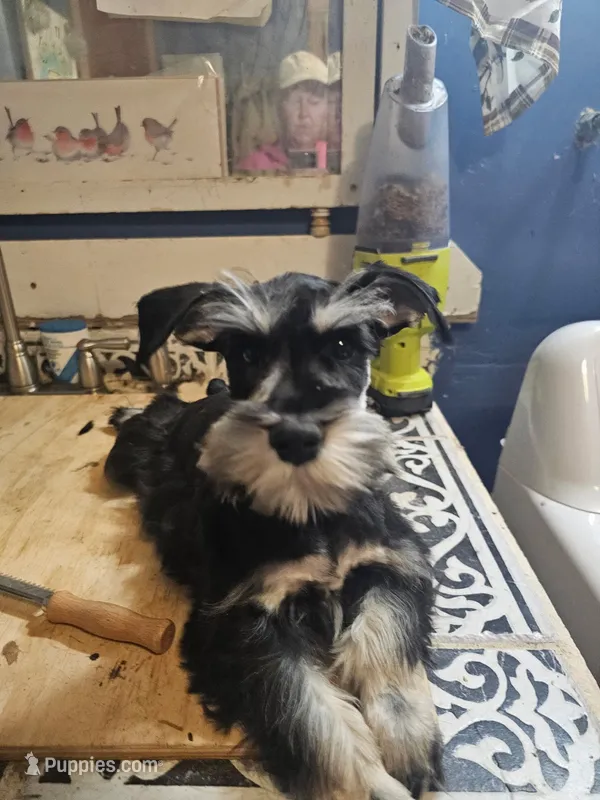 Hitch Hiker  – Miniature Schnauzer puppy for sale in Onalaska, WA