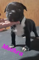 Mothra, a female Boston Terrier and Olde Boston Bulldogge for sale in Lake Grove, NY – 5 of 5