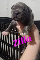 Zilla, a female Olde Boston Bulldogge for sale in Lake Grove, NY – 2 of 5