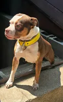Pandora, a female American Bully and Olde Boston Bulldogge for sale in Lake Grove, NY – 4 of 5