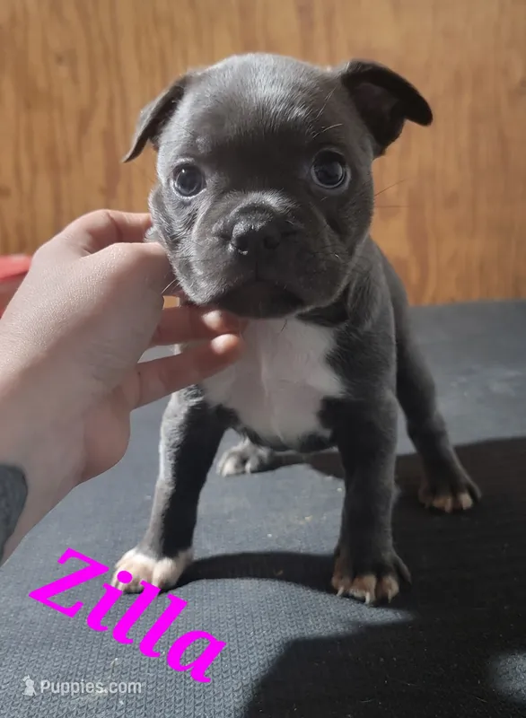 Zilla – Boston Terrier, Olde Boston Bulldogge puppy for sale in Lake Grove, NY