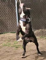 Junior, a male American Bully and Olde Boston Bulldogge for sale in Lake Grove, NY – 2 of 7