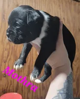 Mothra, a female Boston Terrier and Olde Boston Bulldogge for sale in Lake Grove, NY – 4 of 5