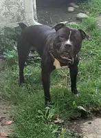 Junior, a male American Bully and Olde Boston Bulldogge for sale in Lake Grove, NY – 4 of 7